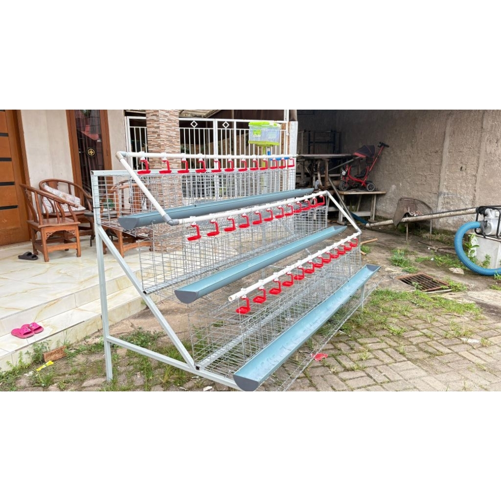 Kandang Ayam Petelur