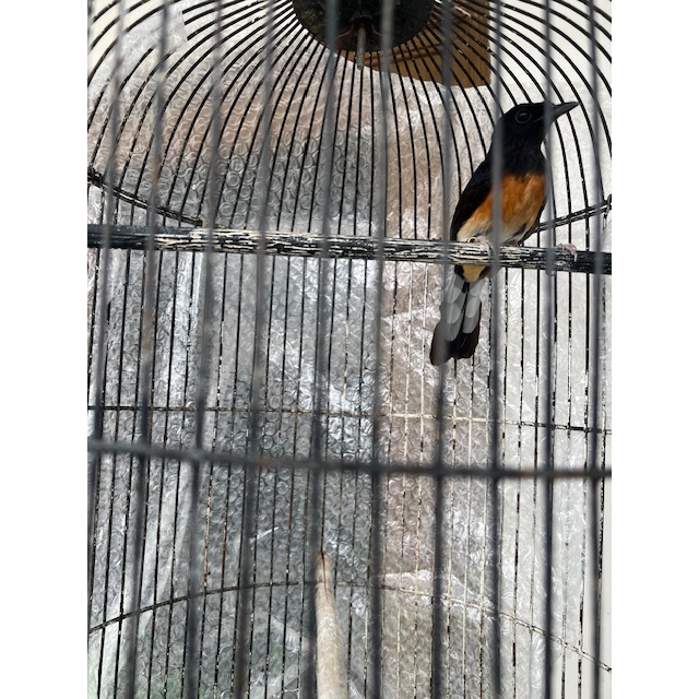 Burung Murai Medan Pastol double ring