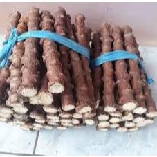 bibit singkong mentega bibit stek singkong mentega unggul (GOS) BIBIT STEK SINGKONG MENTEGA.