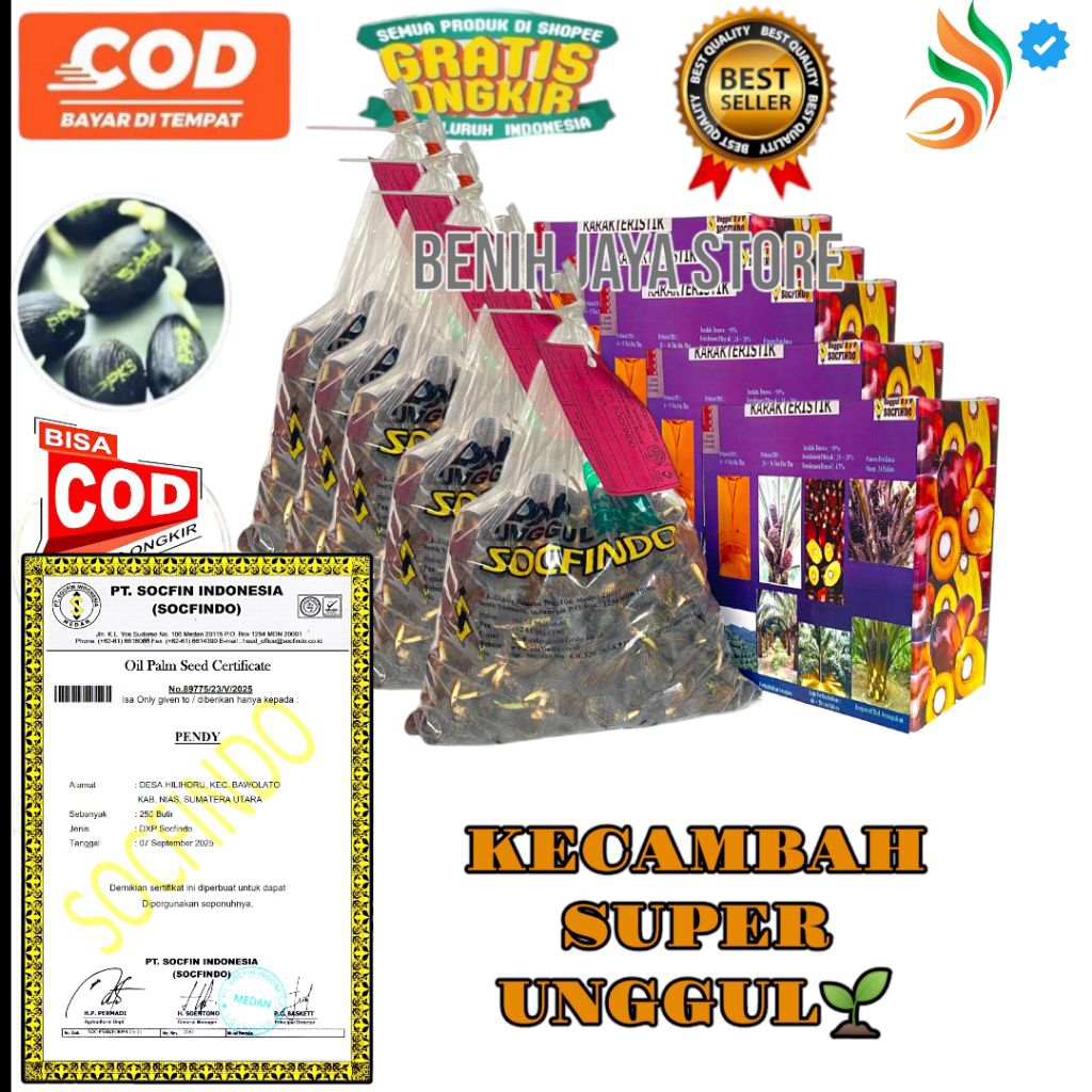 Kecambah Sawit SOCFINDO unggul bersertifikat siap tanam di lahan