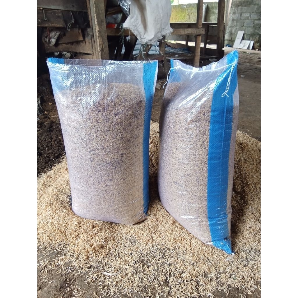 sekam padi sekam mentah