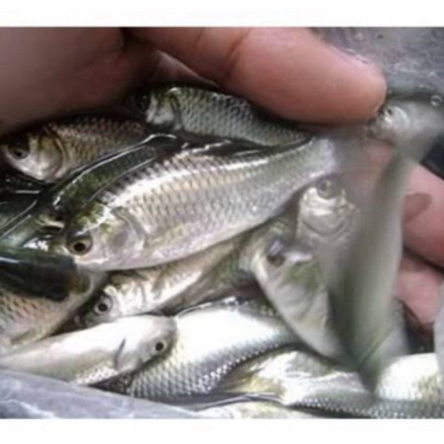 Bibit ikan tawes korek gas sehat berkwalitas