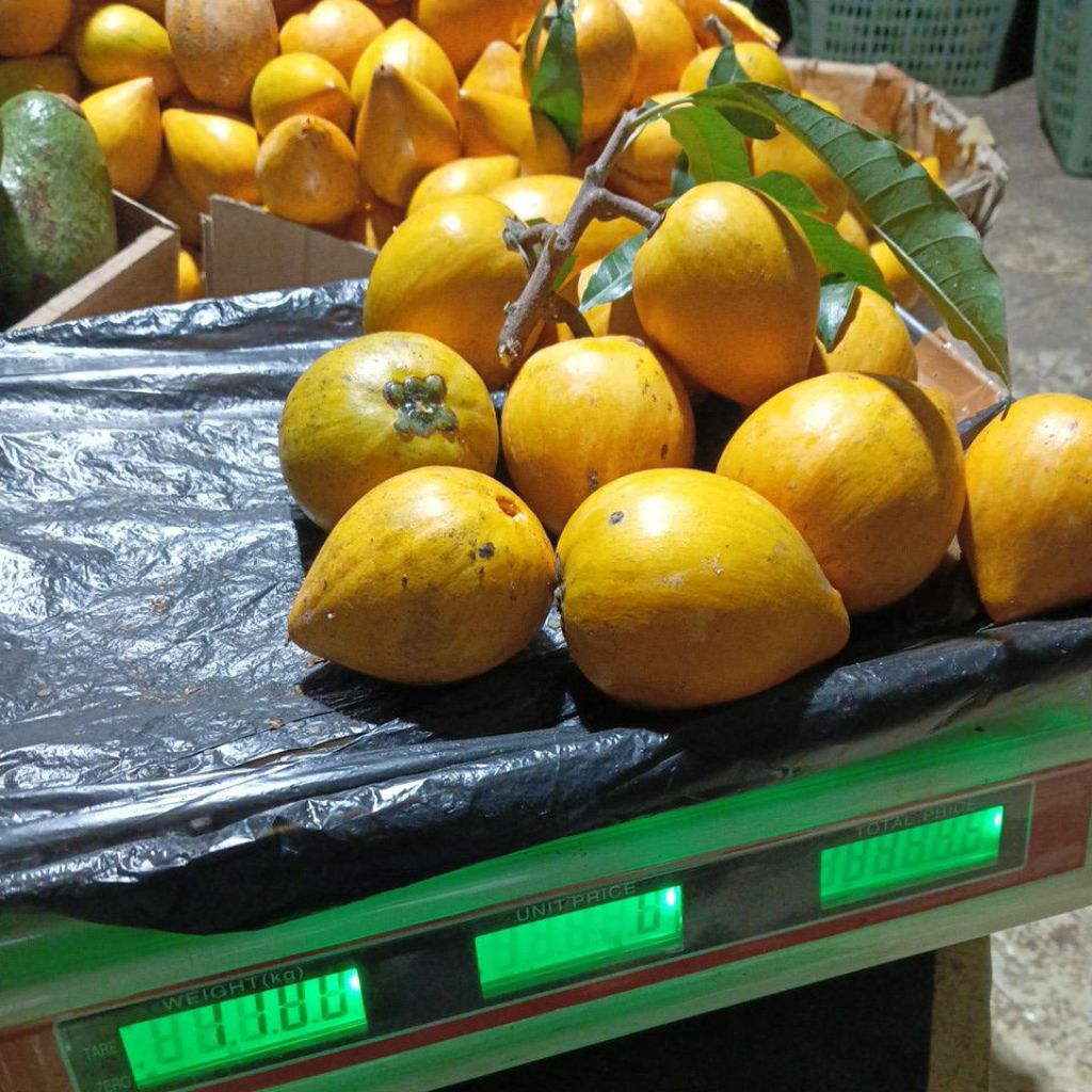 Sawo BELANDA  dan sawo MADU