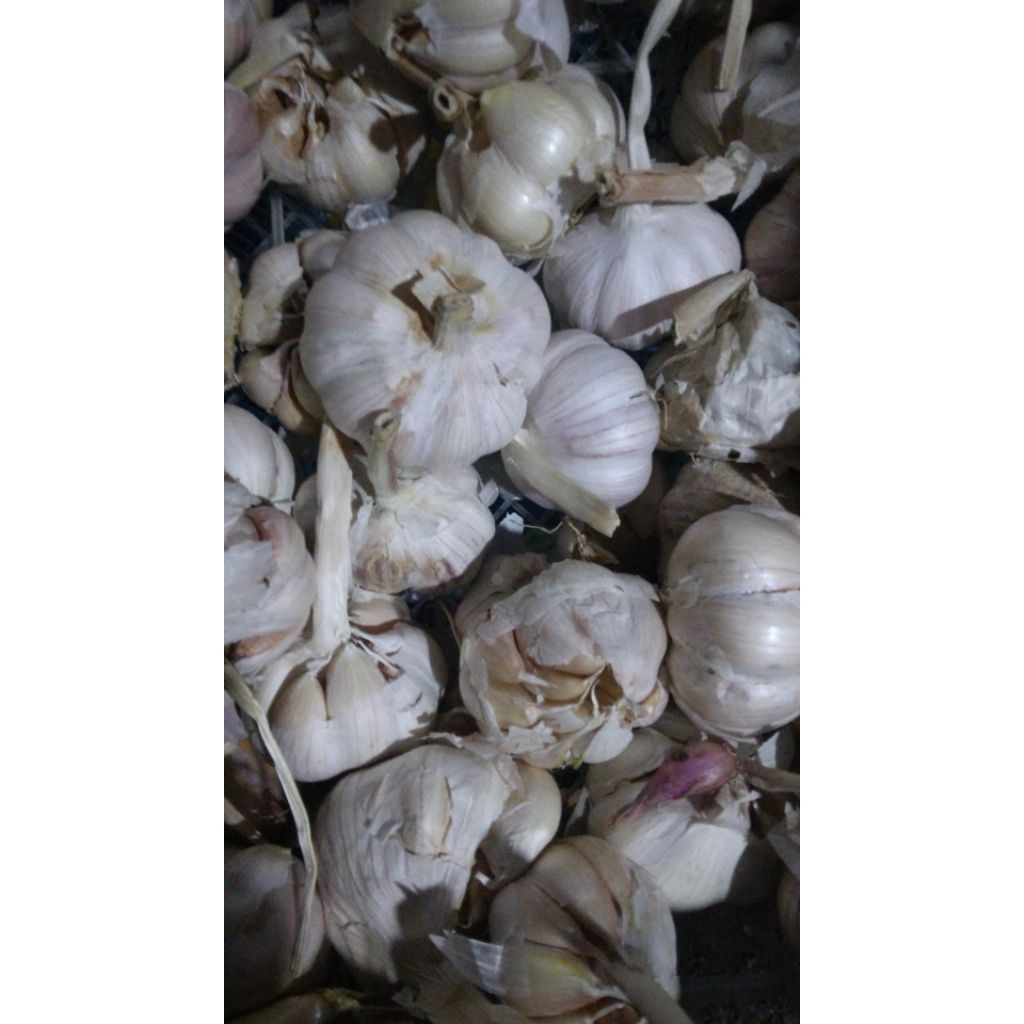 bawang putih sinco