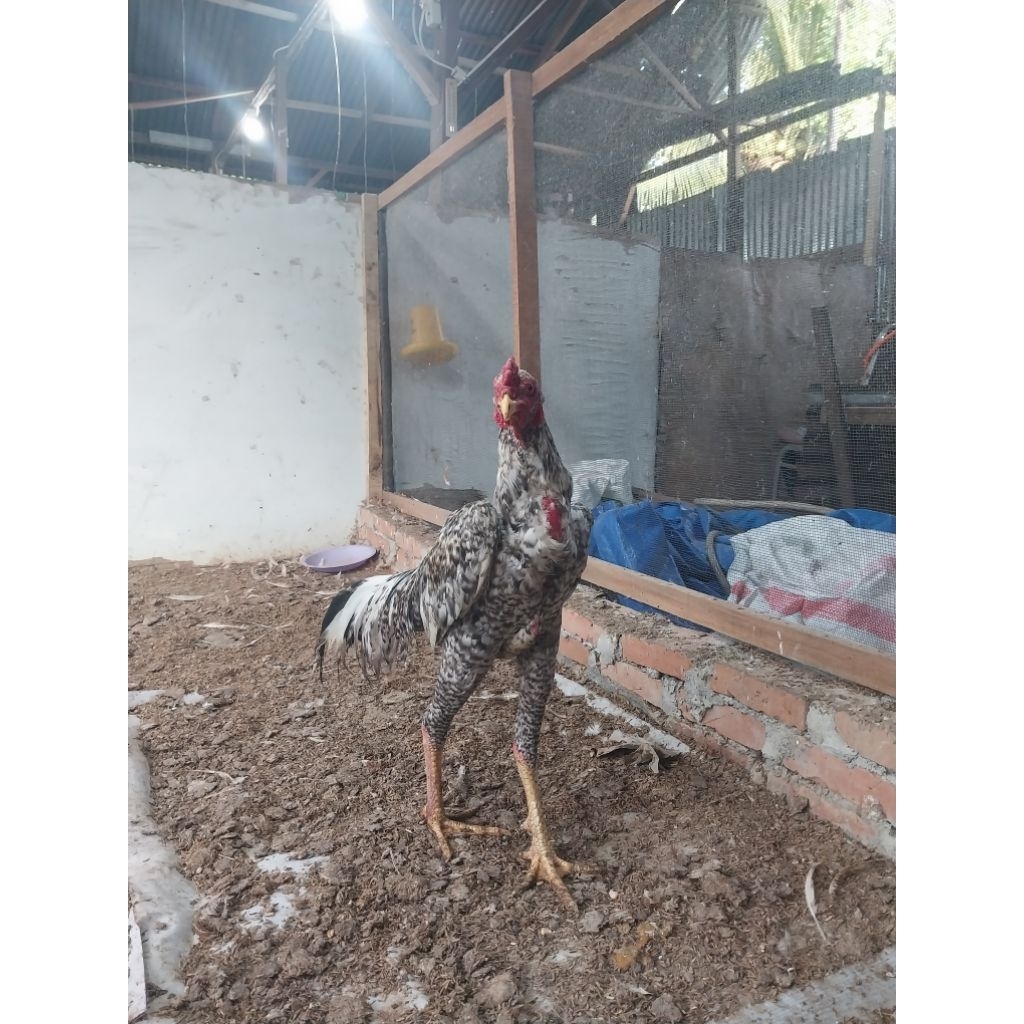 Ayam Shamo Jepang Ori