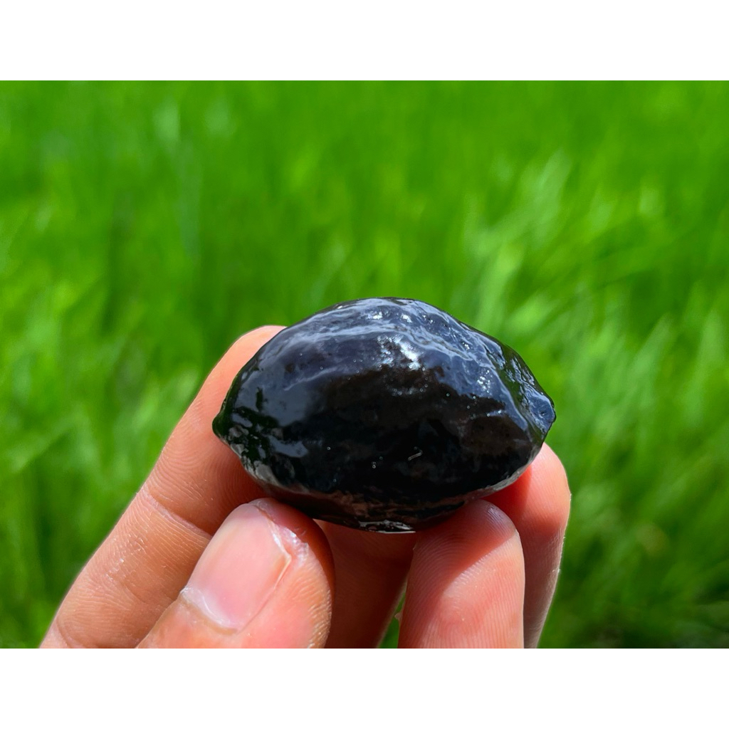 muncang kemiri adu jenis panjangan si MARZUDI