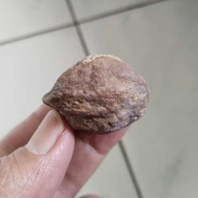 Kemiri Adu Muncang Adu Yanti Arum Ori Size Besar