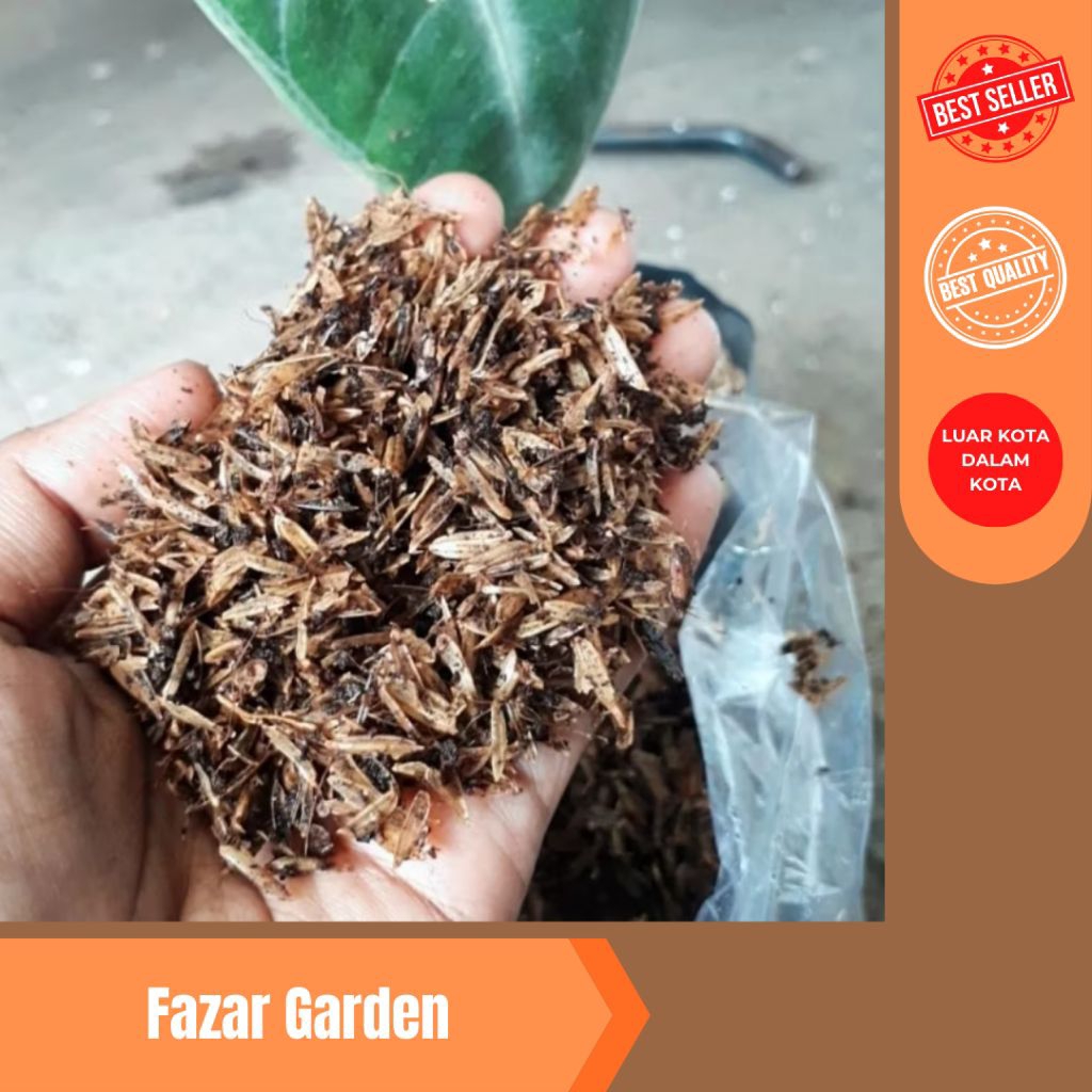 Sekam fermentasi, sekam + cocopeat fermentasi, Media tanam ber GARANSI