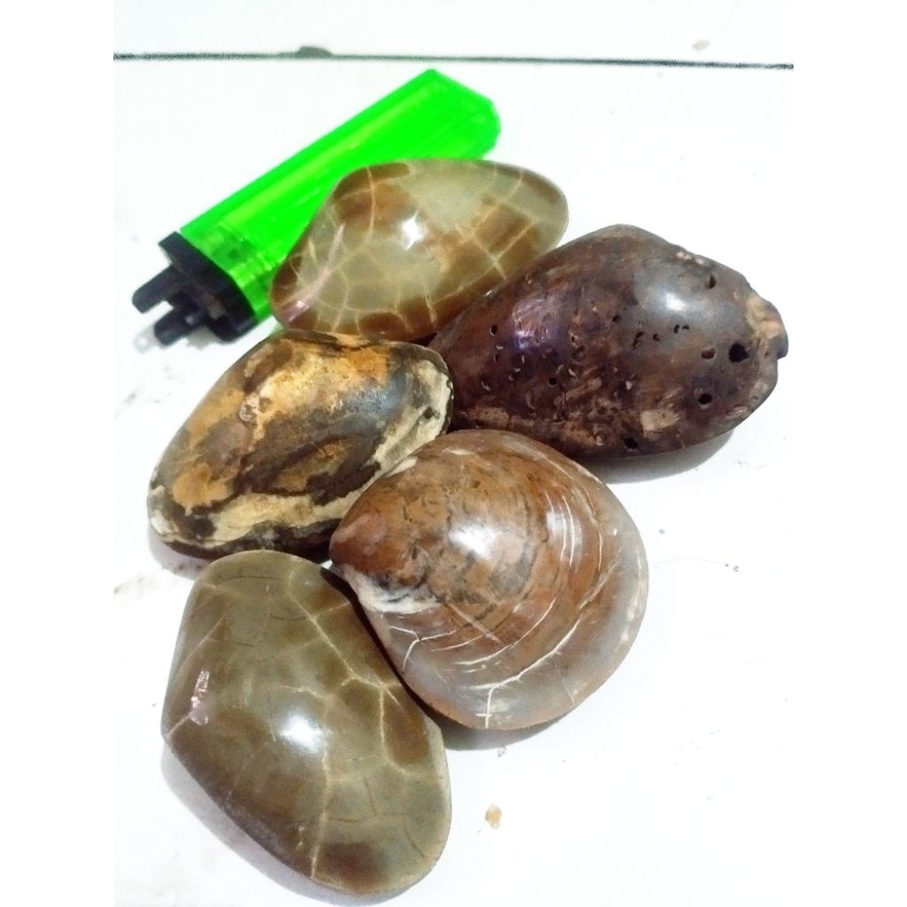 Kijing Bungkem 5 pcs