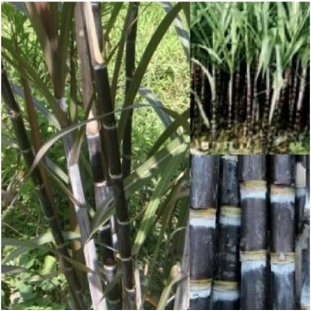 TEBU WULUNG TEBU HITAM TEBU IRENG ASLI 40 CM / BIBIT TEBU IRENG / BIBIT TEBU HITAM