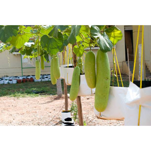 TANAM TUMBUH BENIH LABU AIR