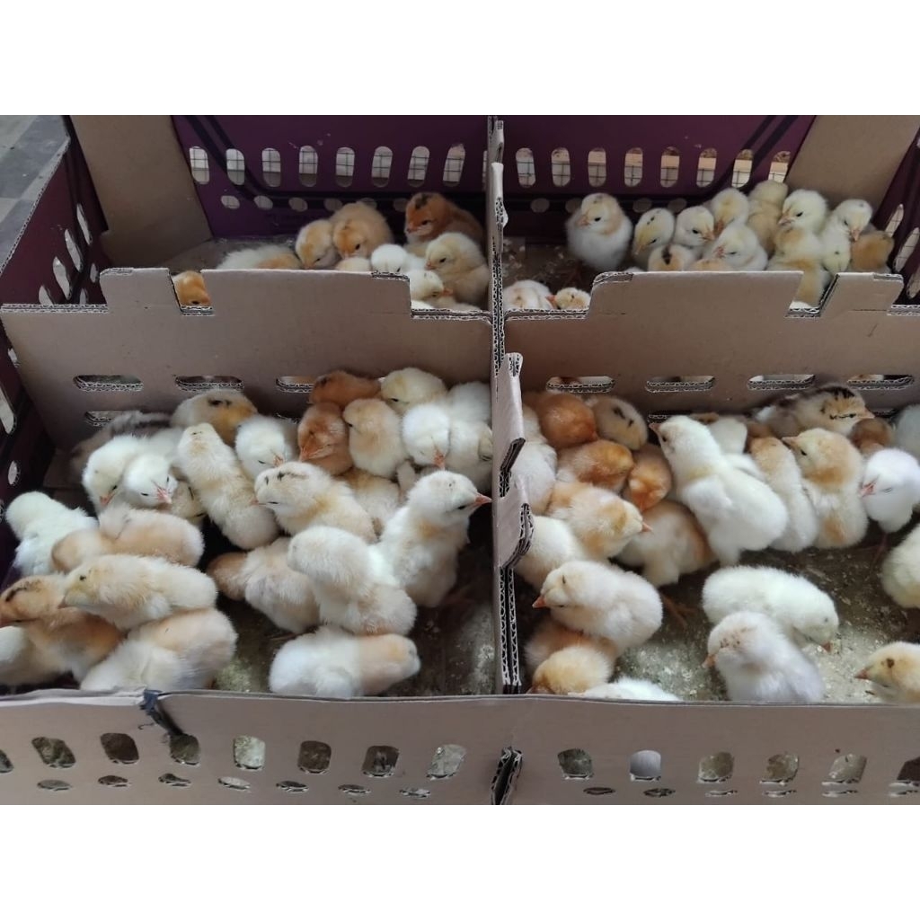 20 ekor Anakan Ayam Elba Ayam Kampung Petelur