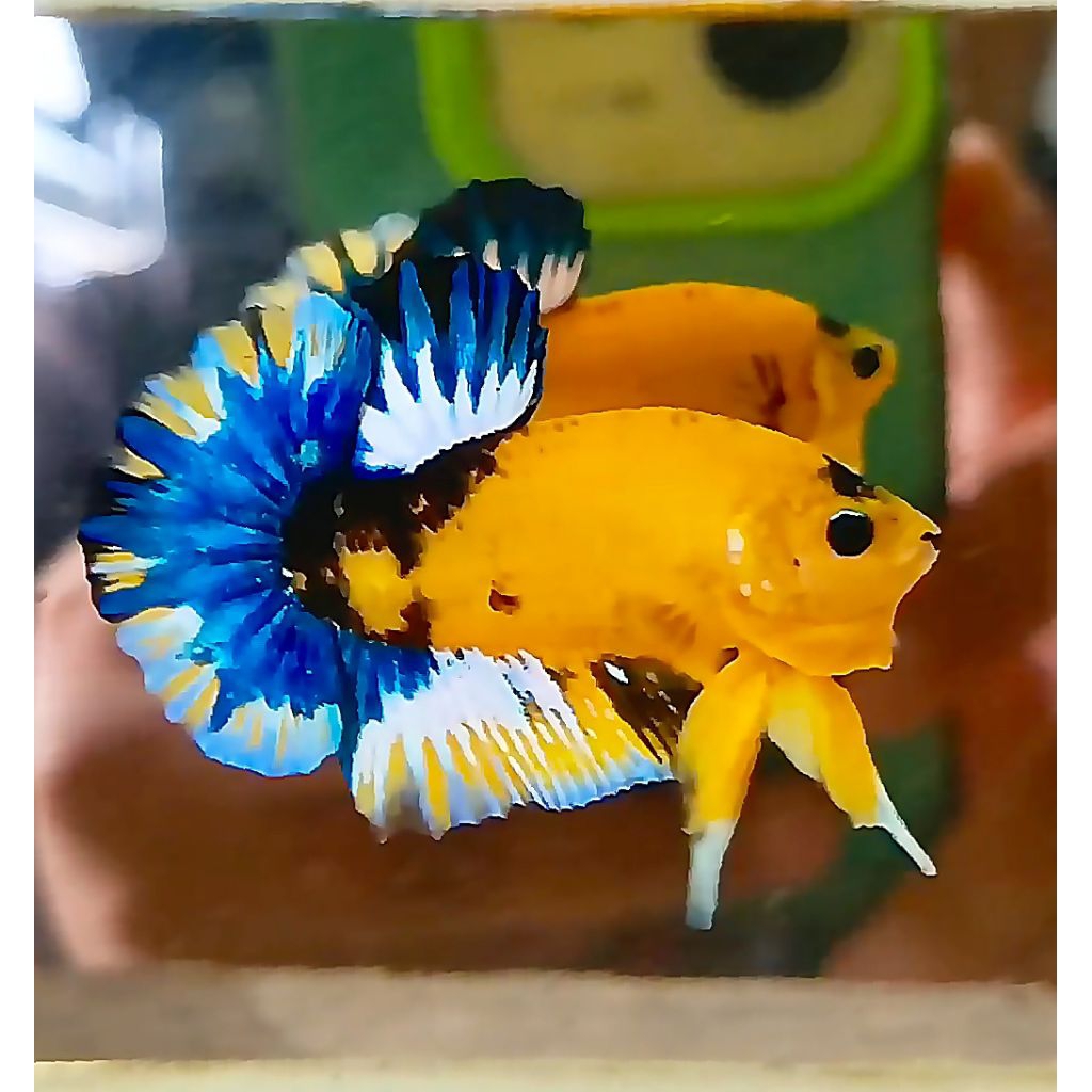 yellow Hellboy, produk baru yang lama diblokir