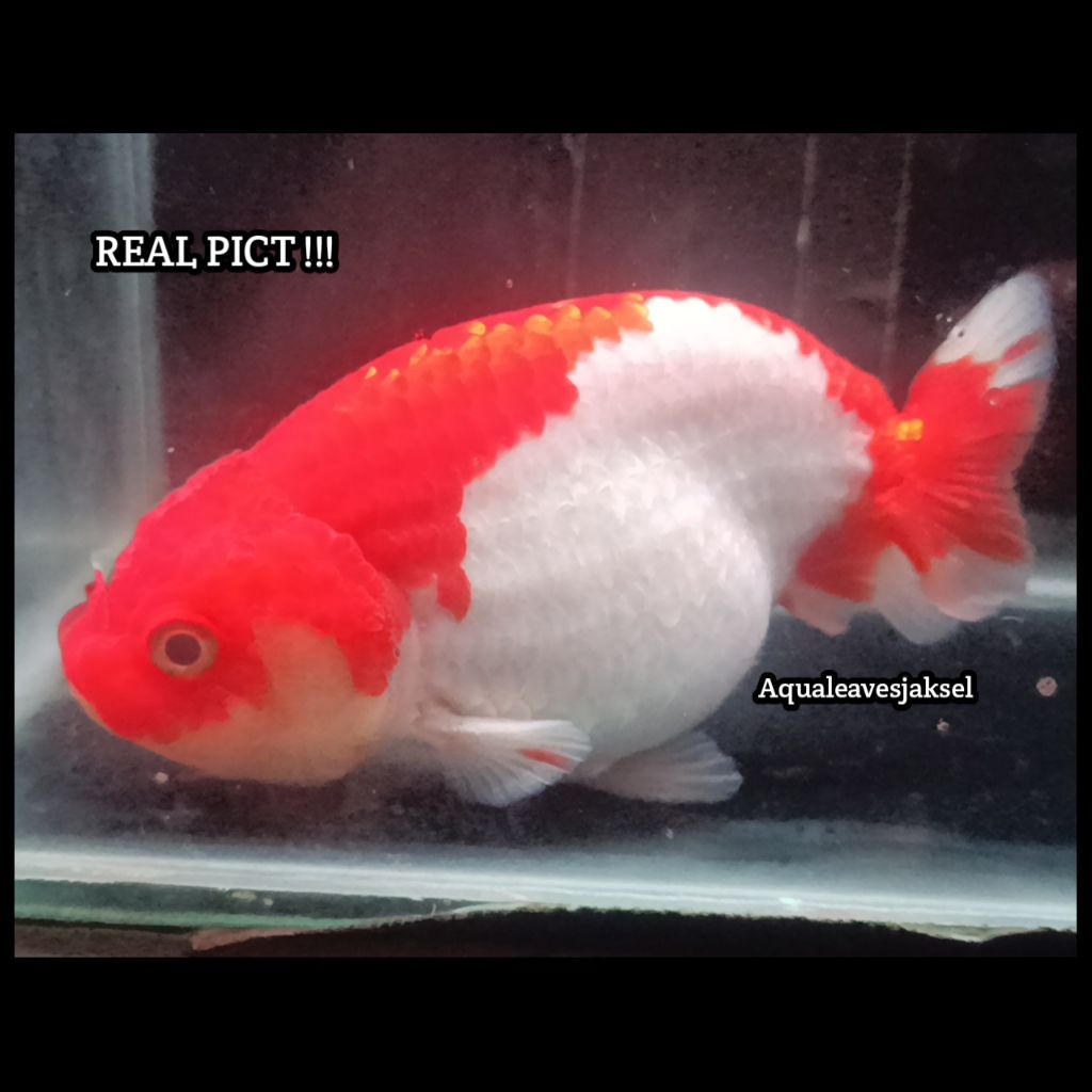 ikan koki ranchu red white murah meriah top grade