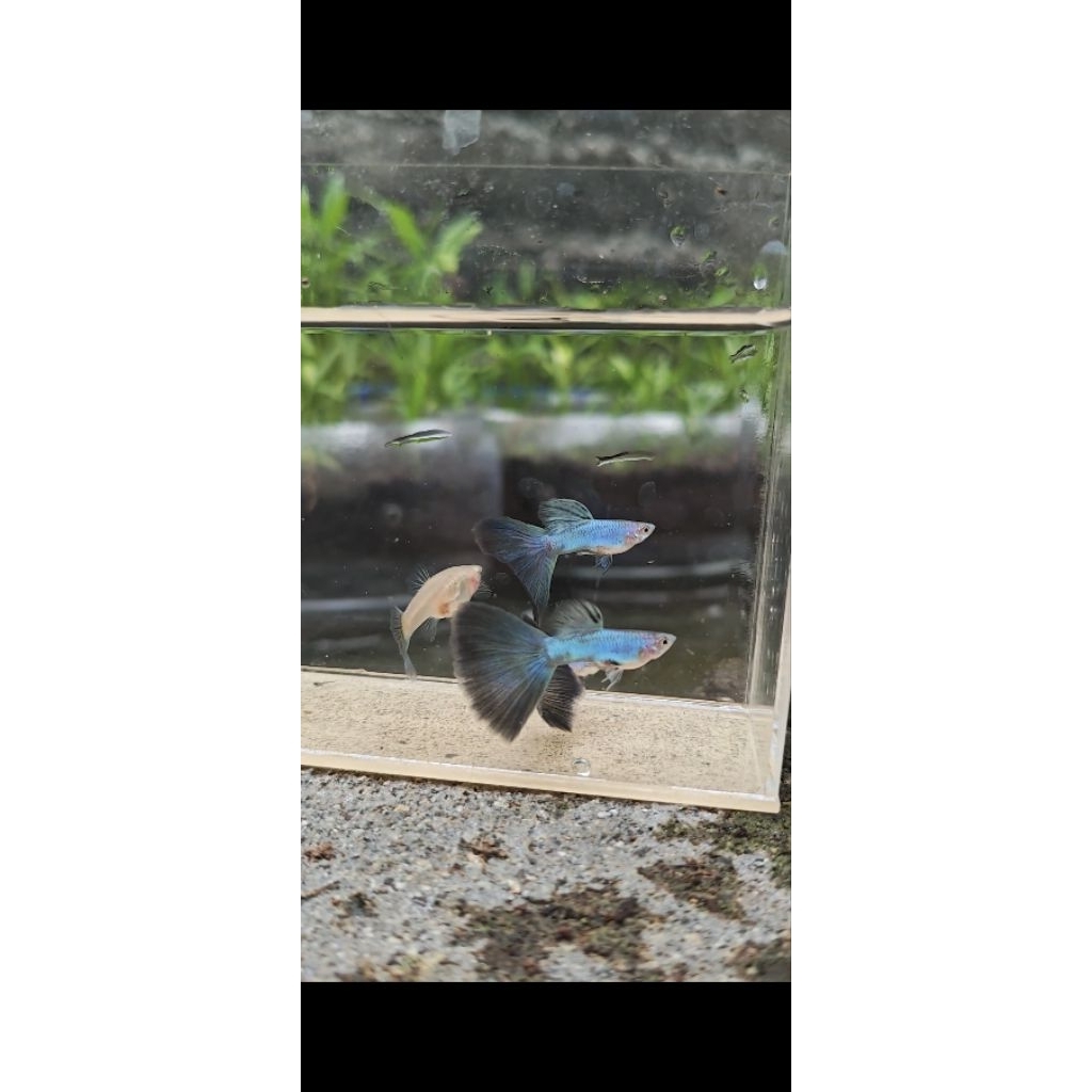 ornamen guppy singa blue tail sepasang