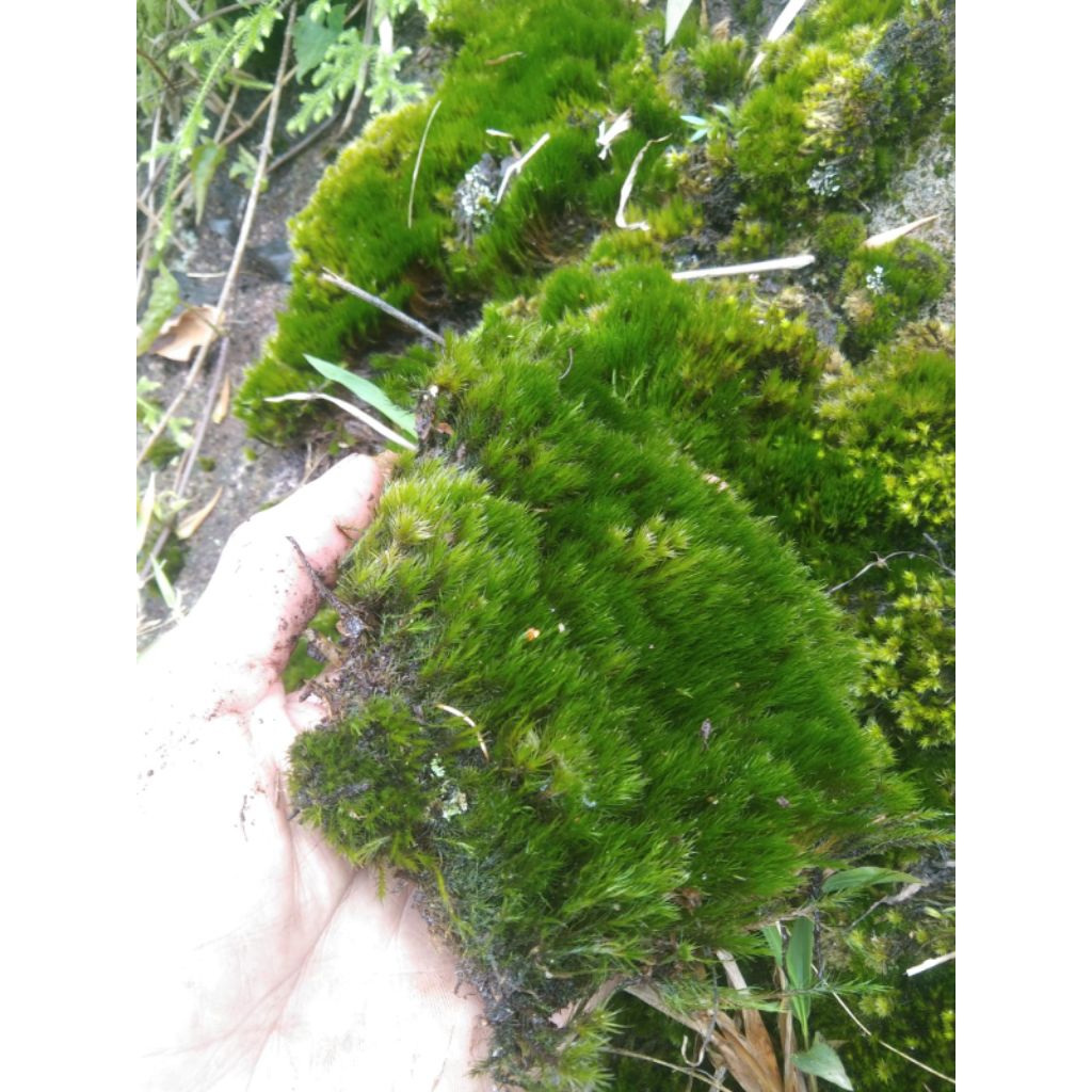 Mos darat paludarium 350gram