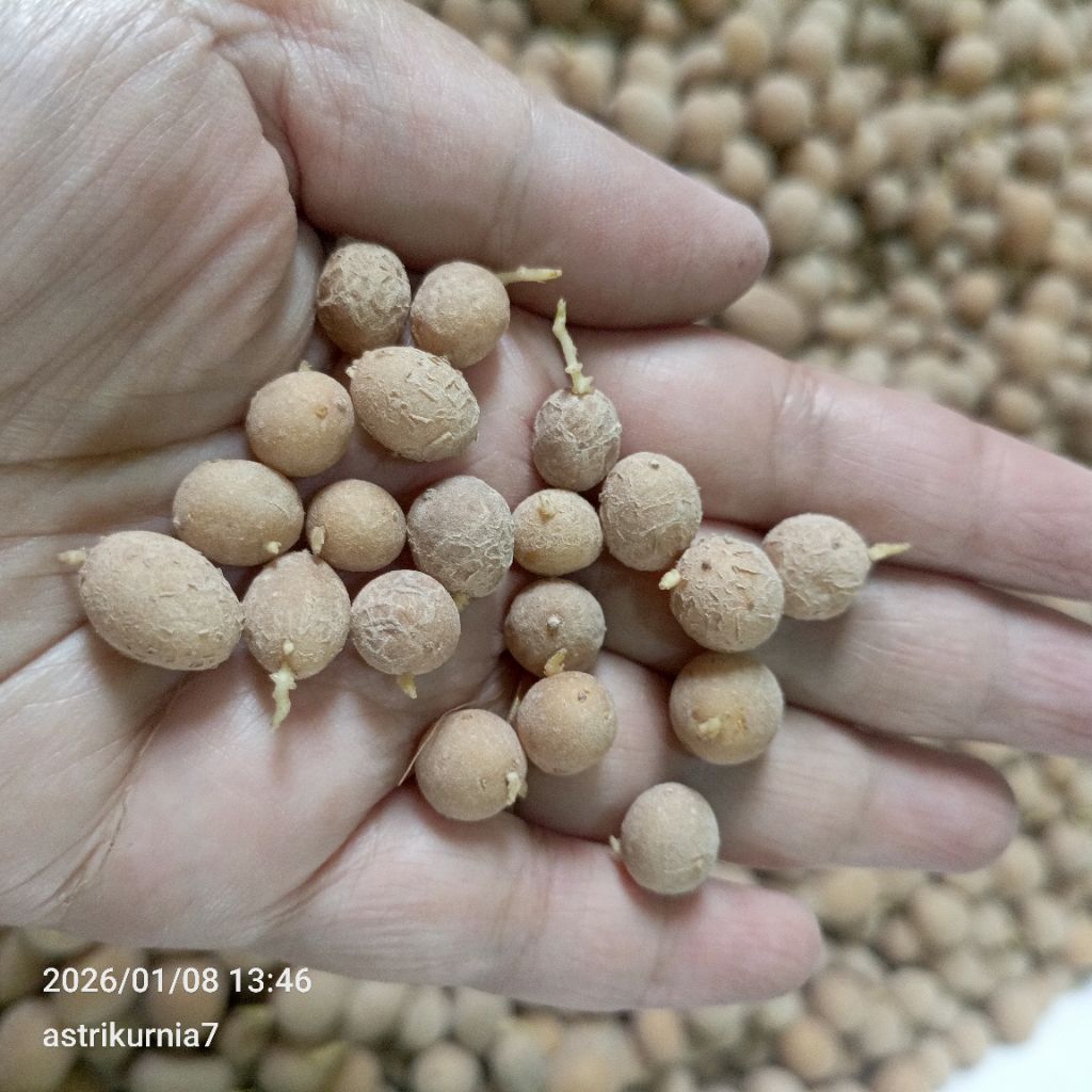 Bibit g0 Granola L (pilus)