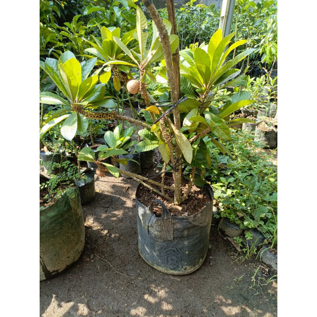 Bibit Mamey Sapote sudah berbuah dan berbunga