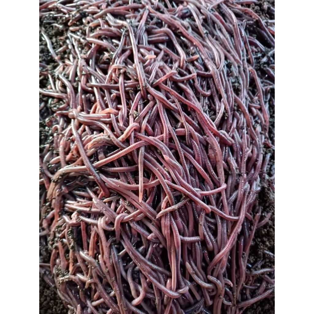 Cacing Tanah Merah ANC 1kg - Pakan Ikan, Burung, dan Kompos