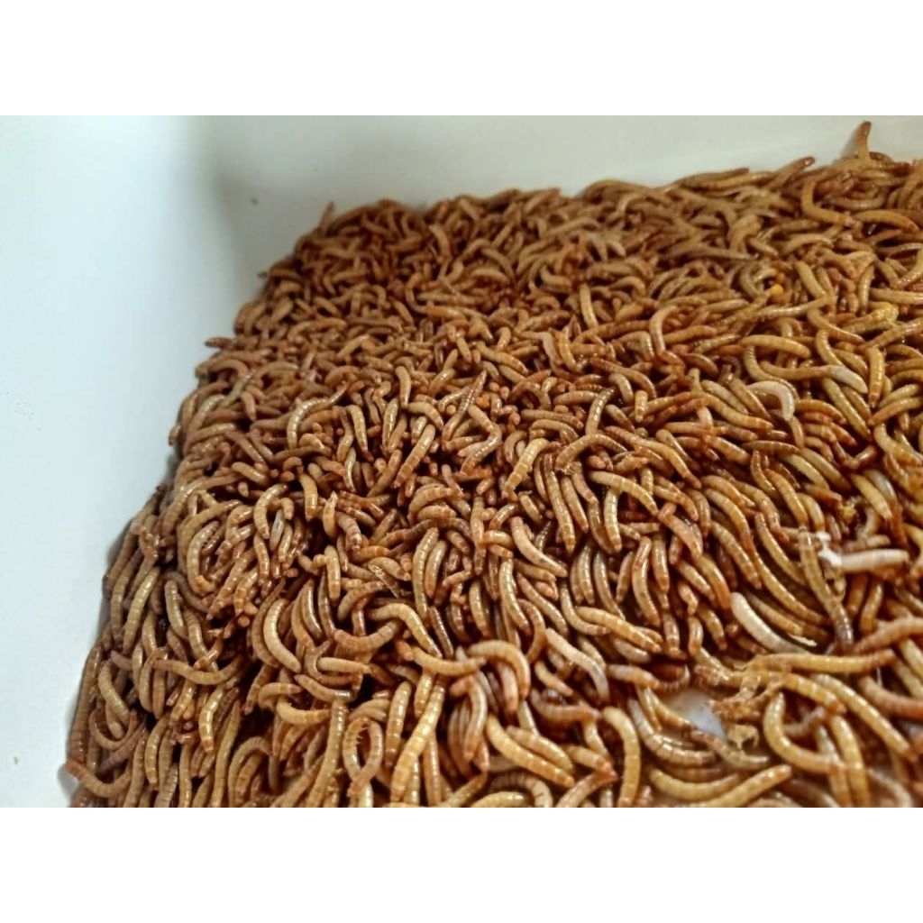 ULAT HONGKONG FRESH PAKAN BURUNG BERKICAU