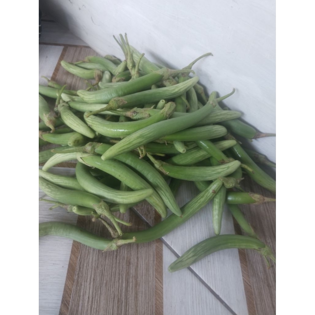 terong telunjuk atau terong tauco