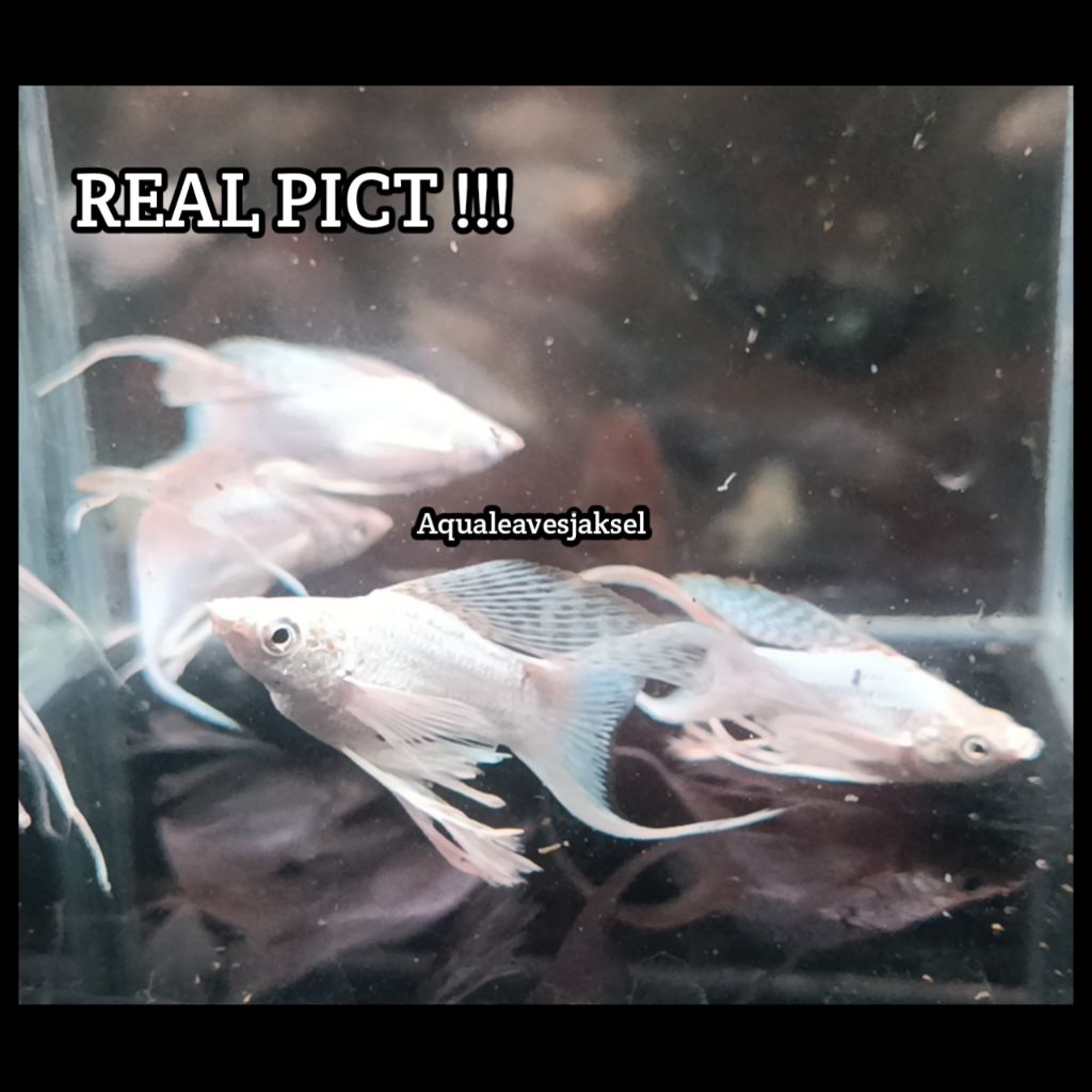 ikan molly platinum lyretail ribbon