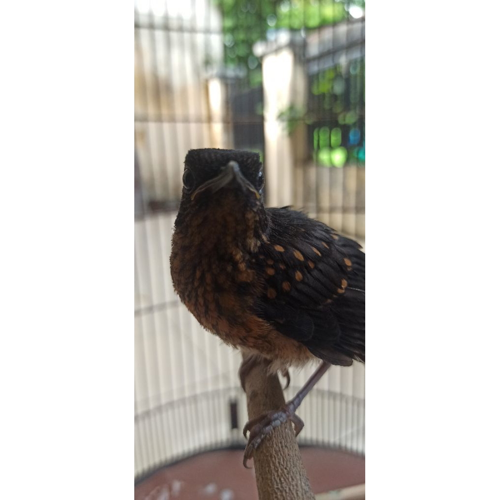 murai batu trotol silangan prestasian x blorok