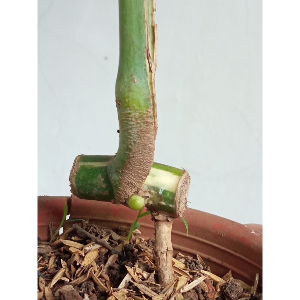 monstera varigata monvar variegata 1 daun pancing + tunas