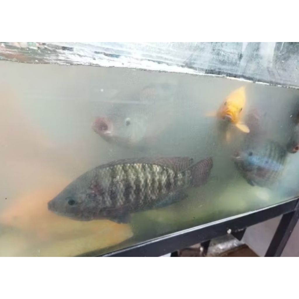 ikan nila segar 1kg isi 3/4 samarinda