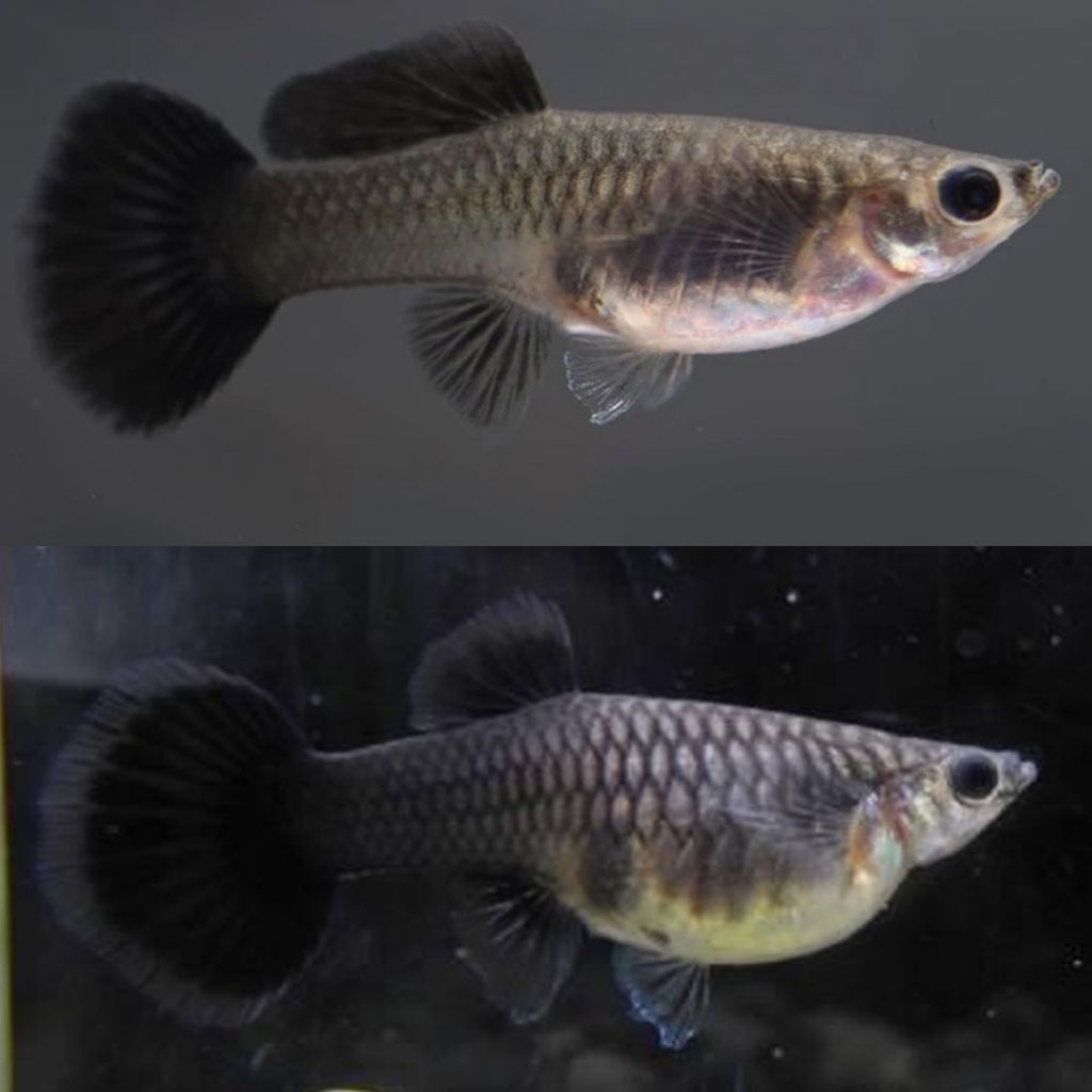 Ikan Guppy Black Moscow