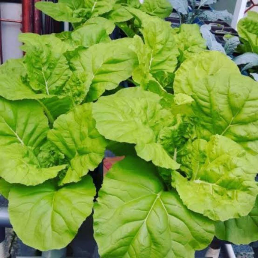 Bibit Benih Biji Samhong King 50 Benih Bibit Sawi Samhong King