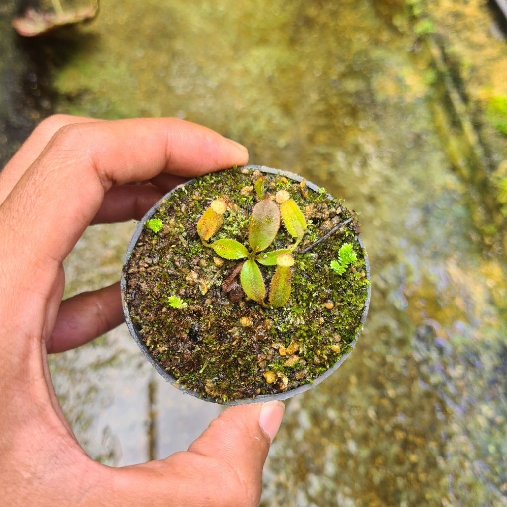 nepenthes hybrid (veitchi boschiana) x clipeata seedling
