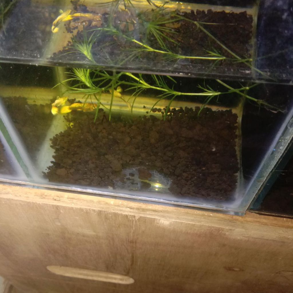 hiasan aquarium guppy full gold sepasang