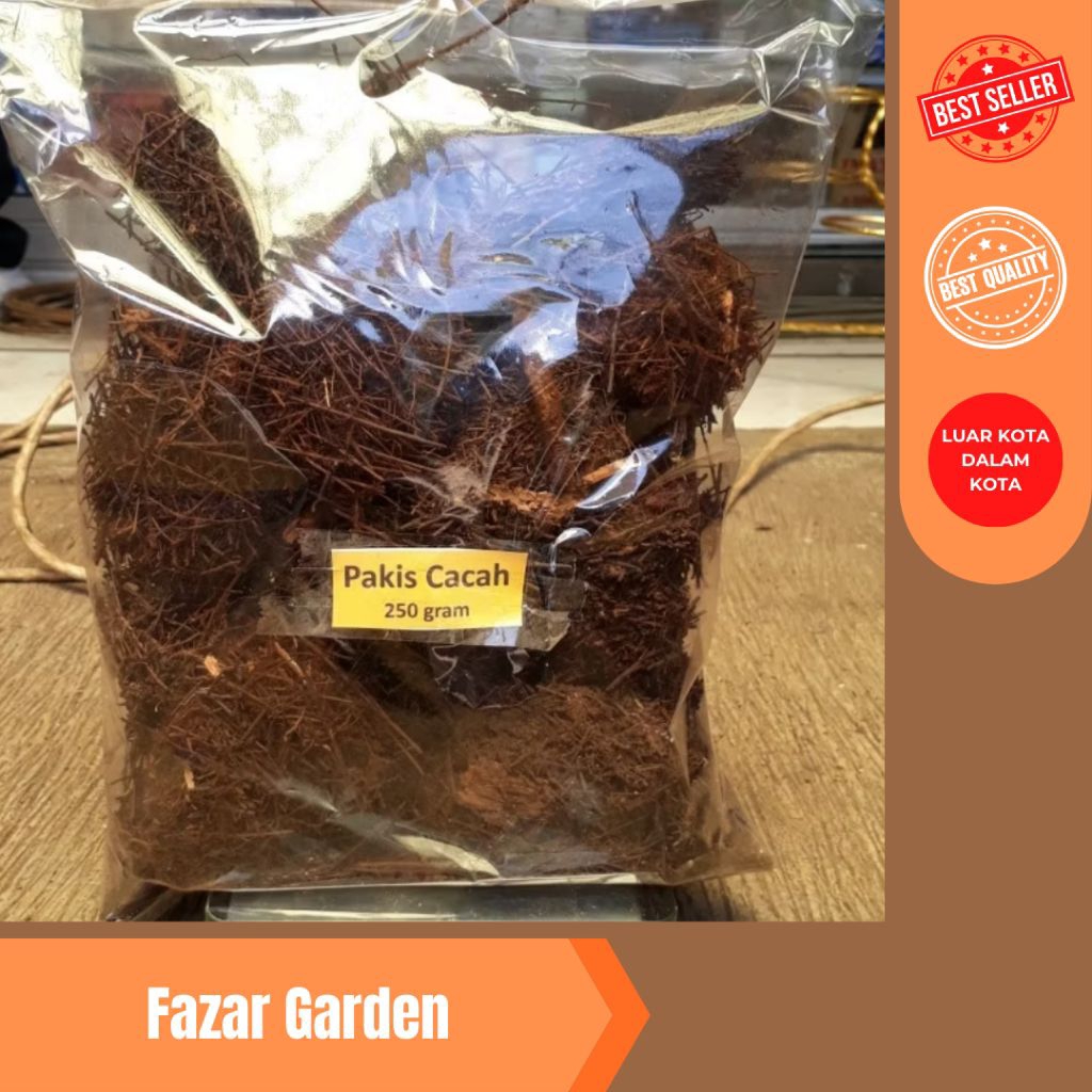 media tanam akar pakis, pakis cacah
