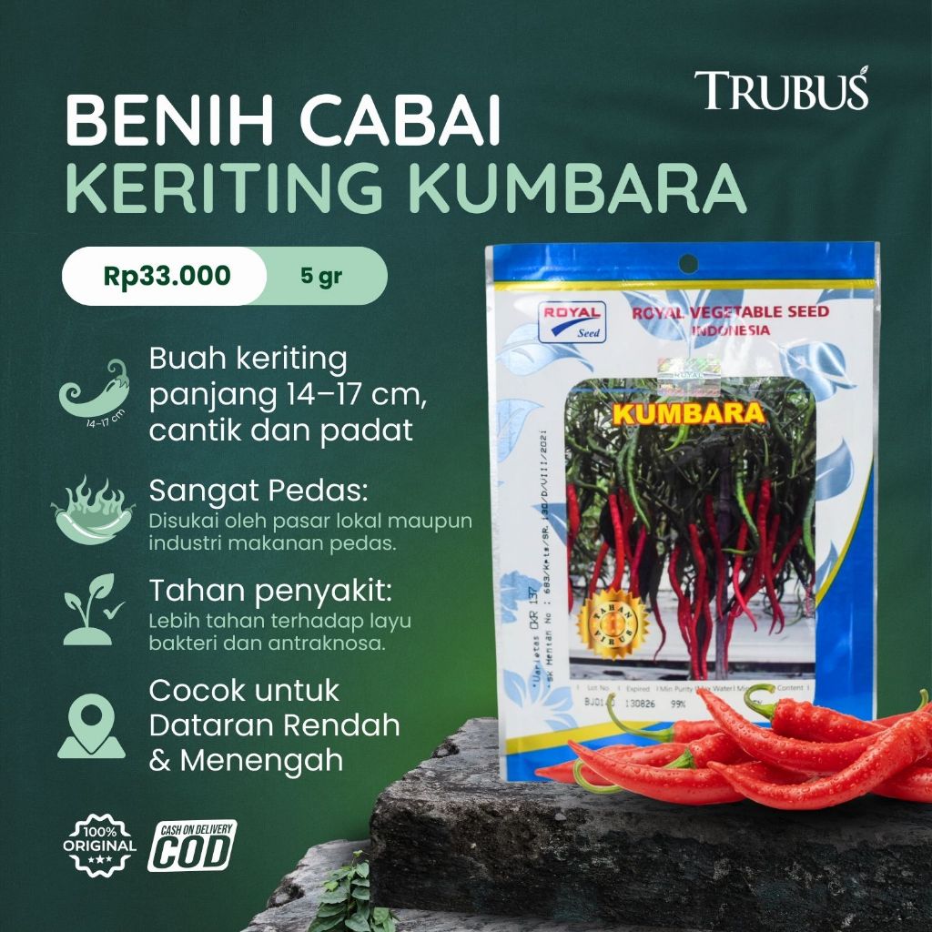 TRUBUS - BENIH / BIBIT CABE KERITING TAHAN VIRUS KUMBARA ROYAL SEED