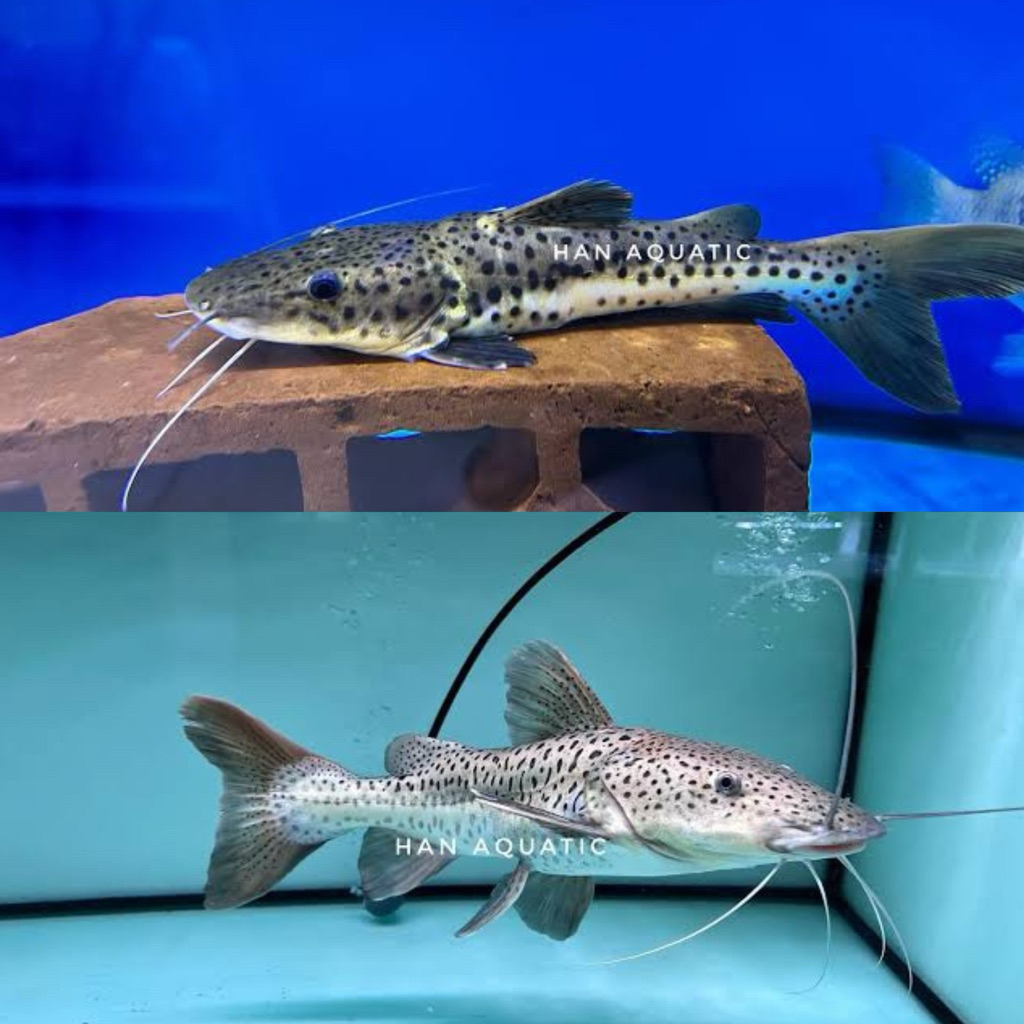 [Chan Aquatic] Ikan Hias Leopard Catfish | Amazon Catfish | Size 10cm