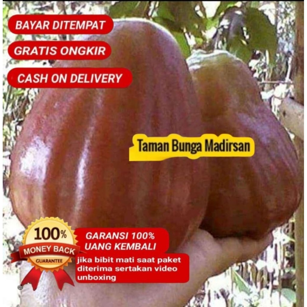 Bibit Jambu Air King Rose Apple Super Cepat Berbuah