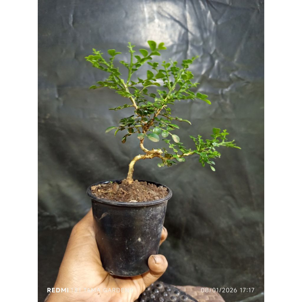 Bahan Bonsai kemuning thailand super mikro+POT size mame/shito