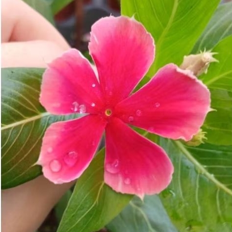 Bibit bunga Vinca atau Tapak Dara Nirvana Red Splash hidup asli Nirvana Merah