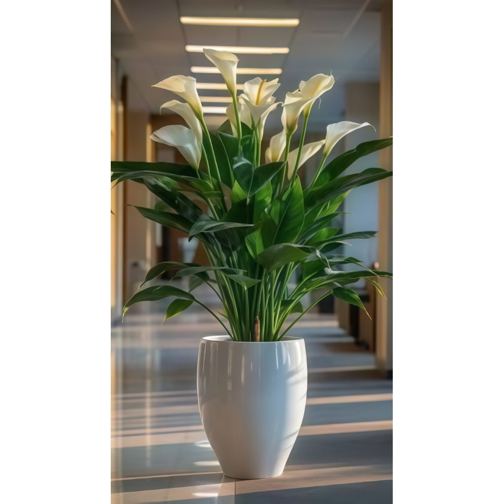 PROMOO BELI 5 GRATIS 1 TANAMAN BUNGA - Tanaman hias bunga peace lily - peace lili - spatufilum