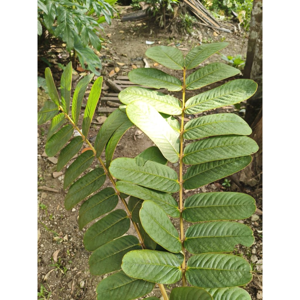 Daun KIMANILA/KETEPENG CHINA Obat penyakit kulit