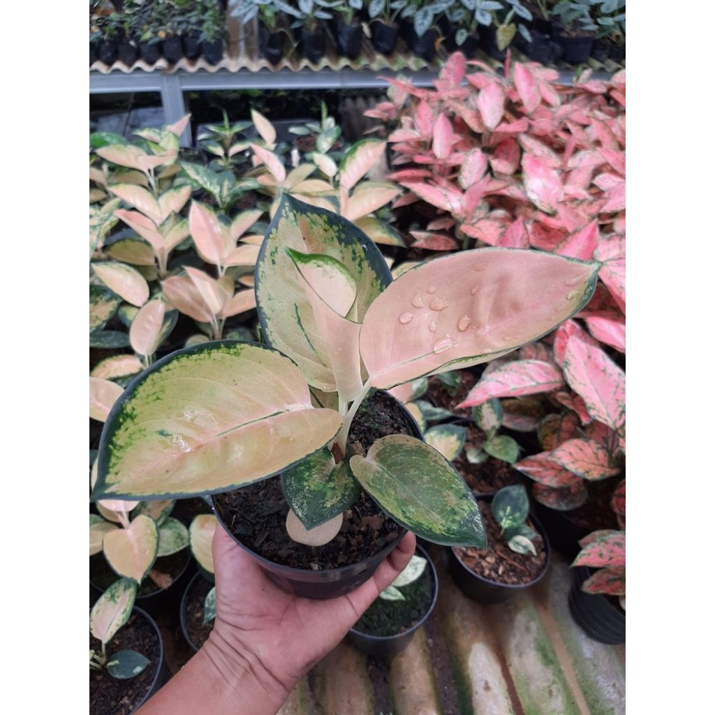 Aglaonema sultan brunei