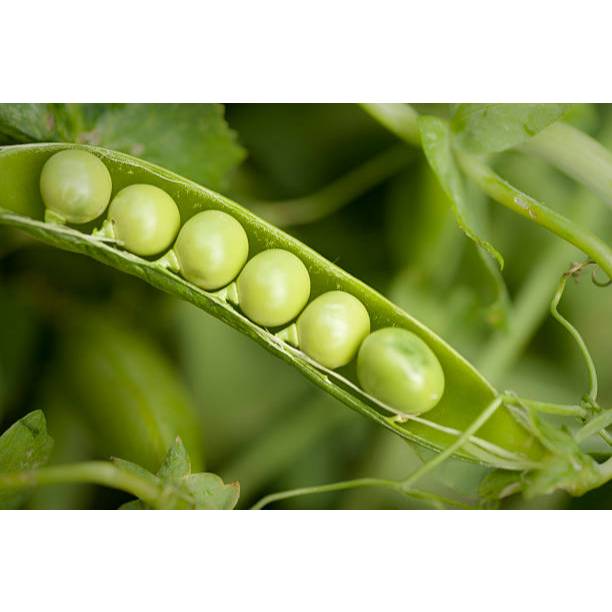 TANAM TUMBUH BENIH KACANG POLONG