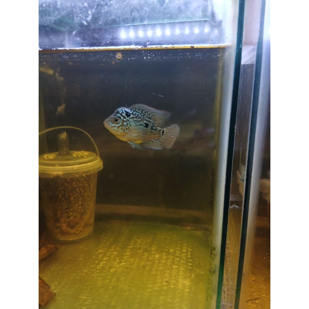 STICKER LOUHAN KAMFA F3 GB