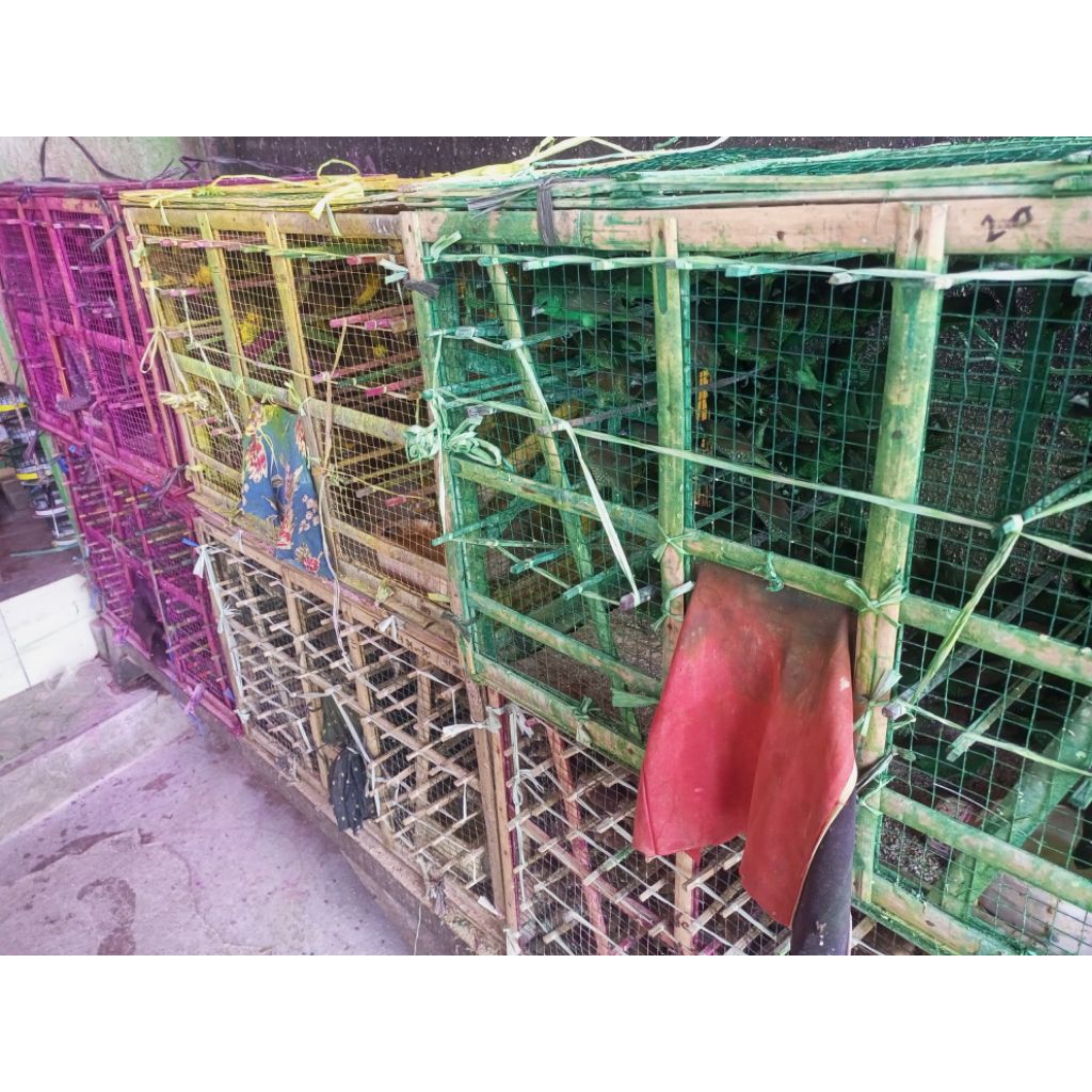 burung emprit warna-warni emprit warna