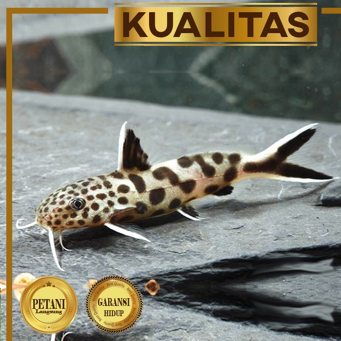 Petricola Totol Ikan Hias Aquascape Hiasan Aquarium Tanaman Air Tawar