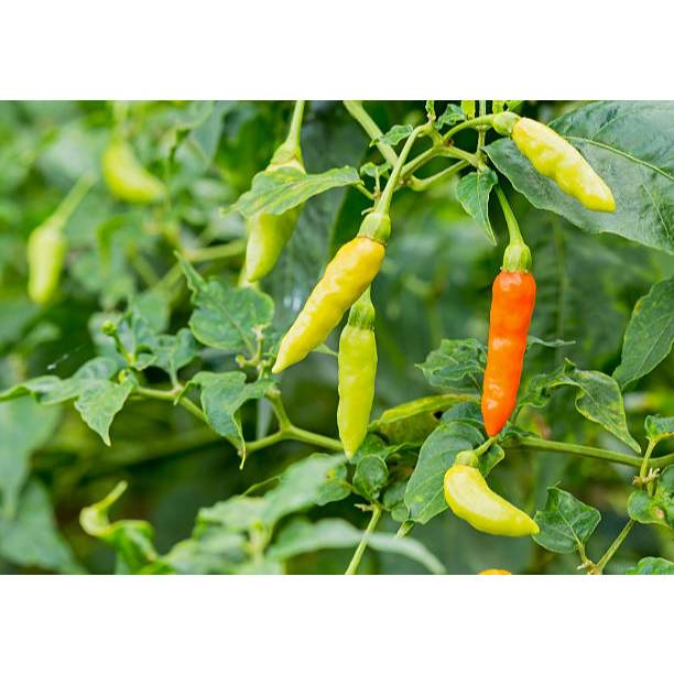 TANAM TUMBUH BENIH RAWIT VIRAL