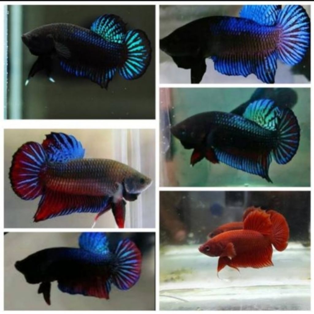 Ikan Cupang Aduan MDS Lokal Size L Warna Acak,Sehat,Siap Adu