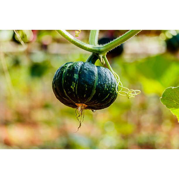 TANAM TUMBUH BENIH LABU KABOCHA