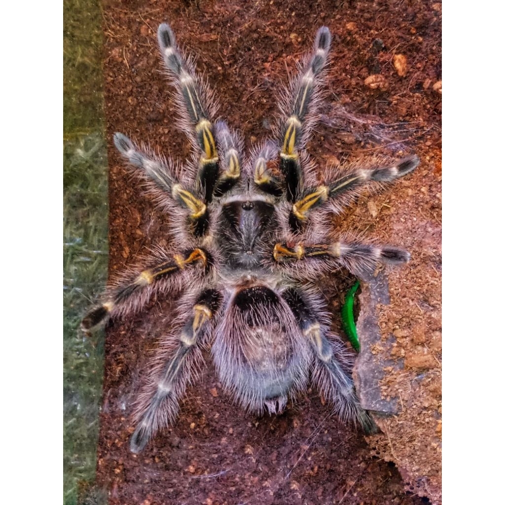 display Tarantula " gramostolla pulchripes " (male) --MICRORAV--